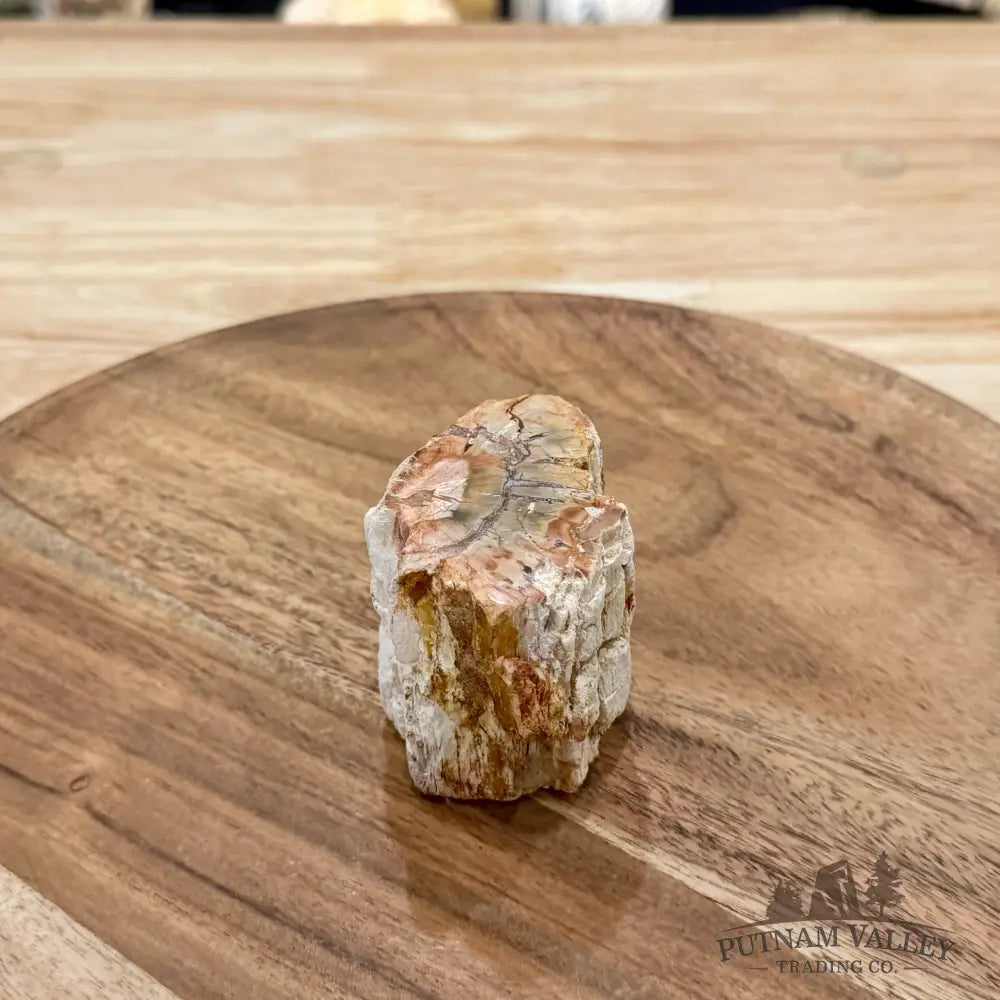 Petrified Wood Mini Stump Accent 2.4’’ - Free Standing Accent