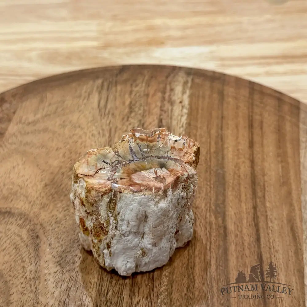 Petrified Wood Mini Stump Accent 2.4’’ - Free Standing Accent