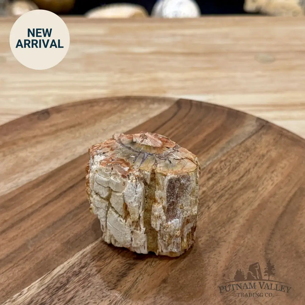 Petrified Wood Mini Stump Accent 2.4’’ - Free Standing Accent