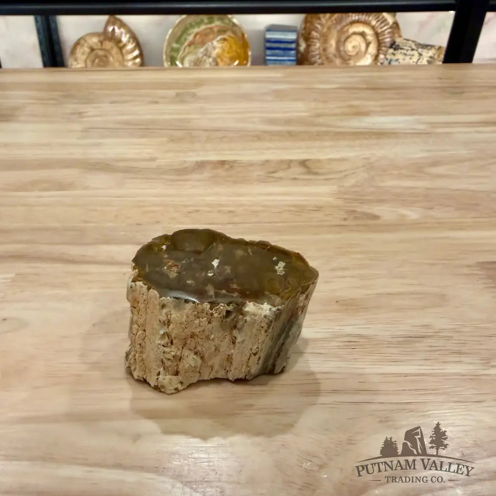 Petrified Wood Mini Stump Accent 2.5’’ - Accent