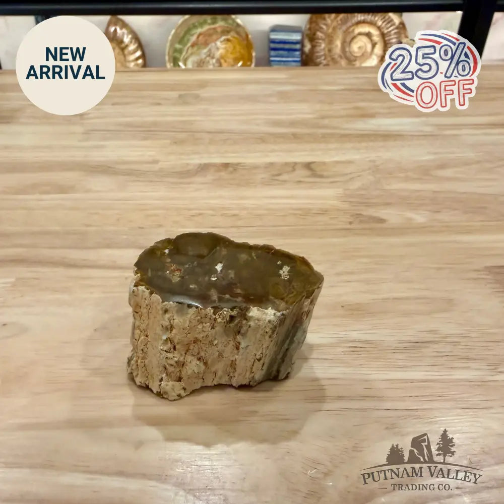 Petrified Wood Mini Stump Accent 2.5’’ - Accent