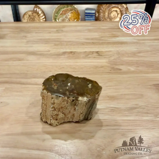 Petrified Wood Mini Stump Accent 2.5’’ - Accent