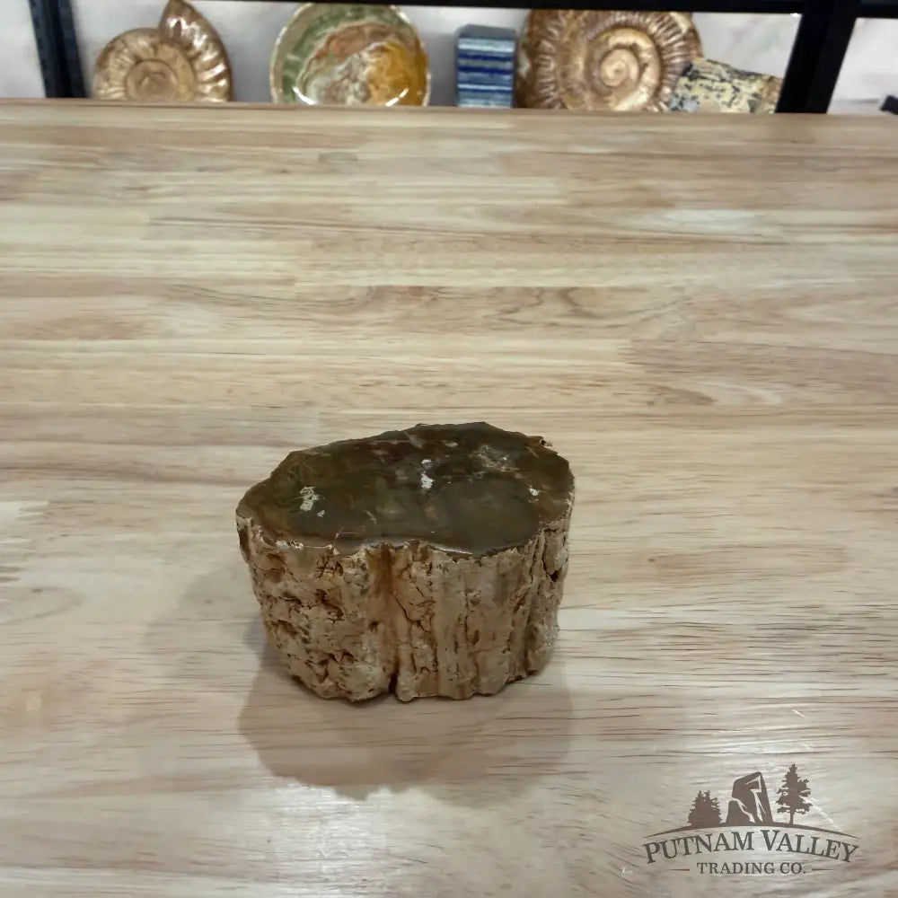 Petrified Wood Mini Stump Accent 2.5’’ - Accent
