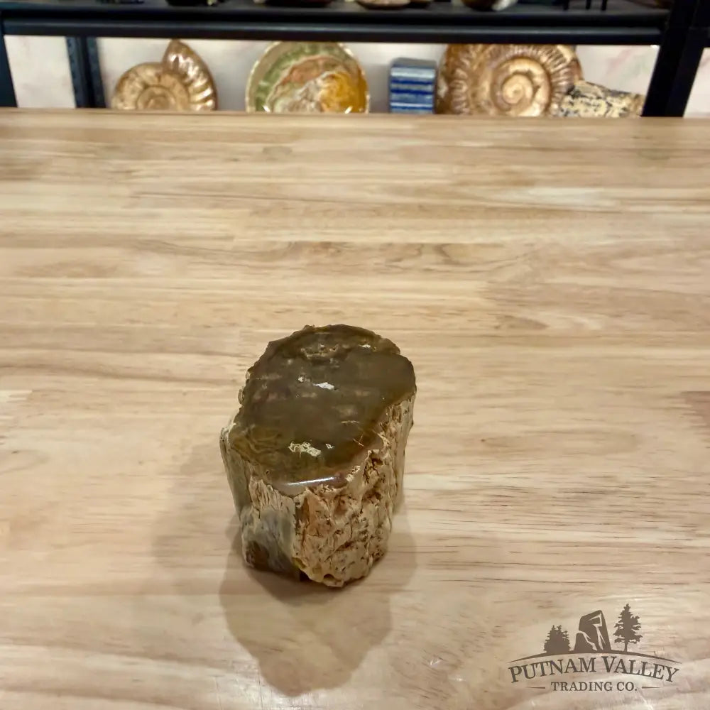 Petrified Wood Mini Stump Accent 2.5’’ - Accent