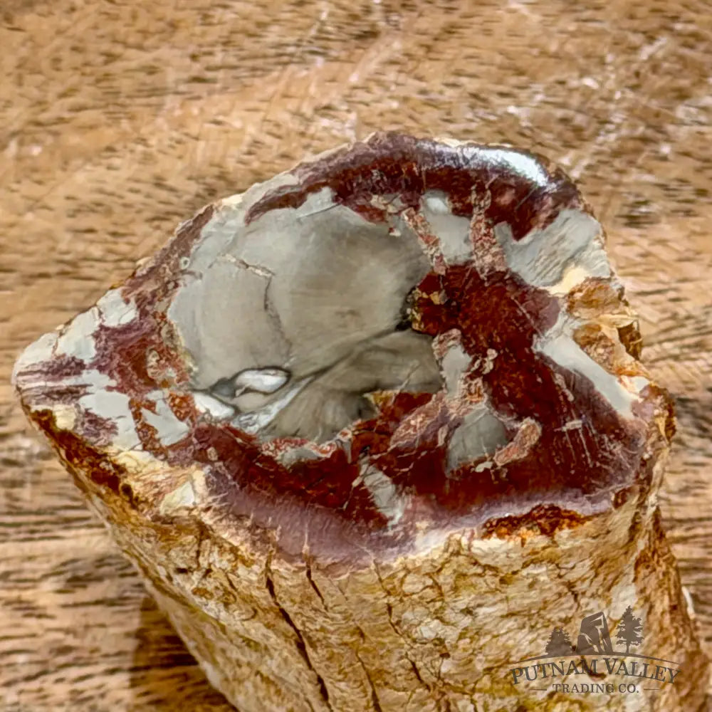 Petrified Wood Mini Stump Accent 2.5’’ - Free Standing Accent