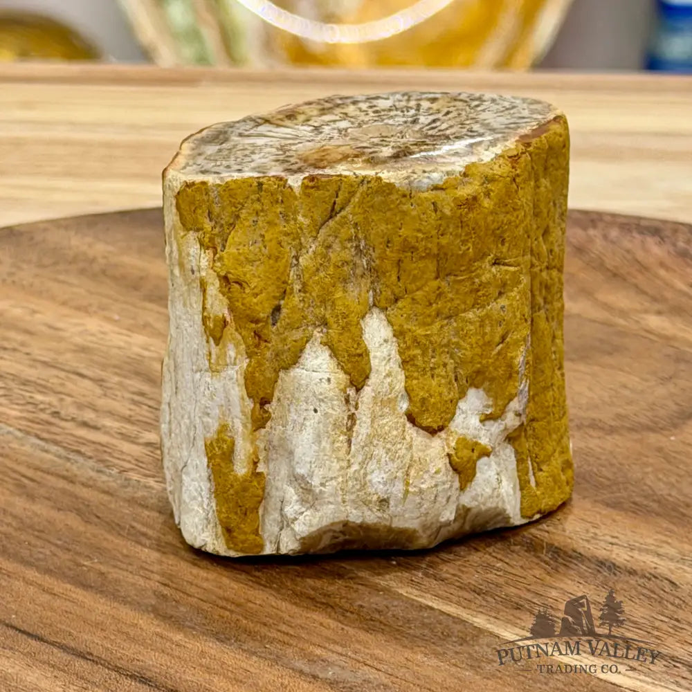 Petrified Wood Mini Stump Accent 2.5’’ - Free Standing Accent