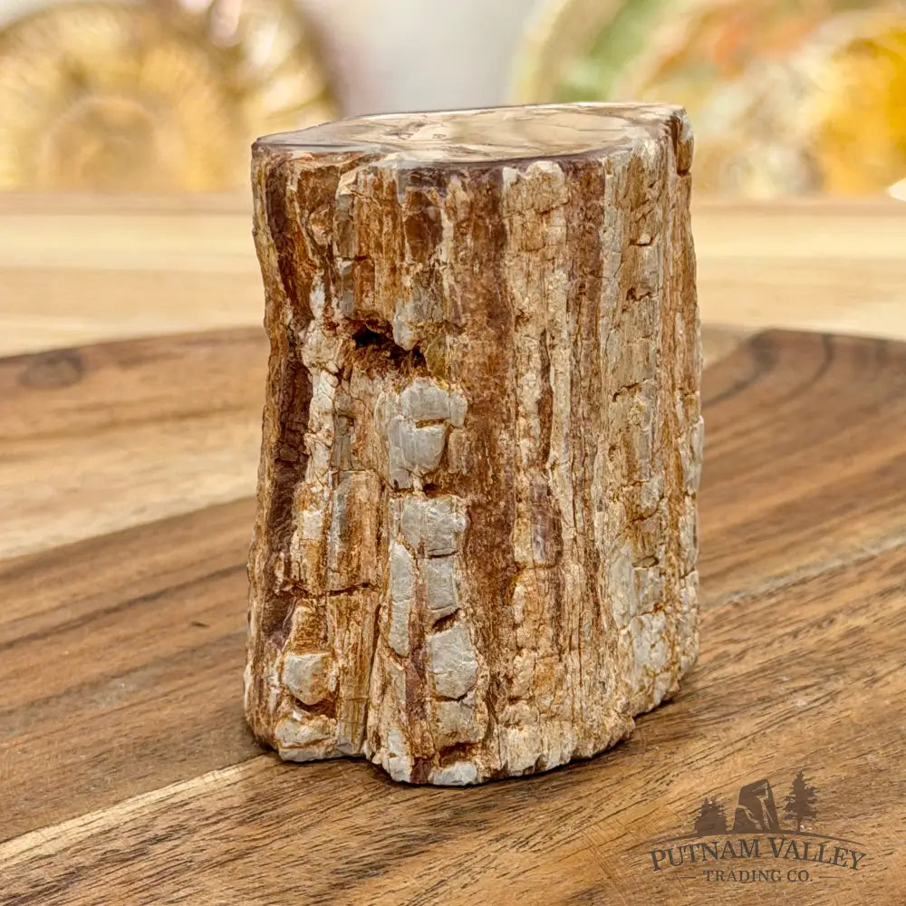 Petrified Wood Mini Stump Accent 2.5’’ - Free Standing Accent
