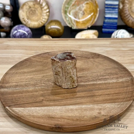 Petrified Wood Mini Stump Accent 2.5’’ - Free Standing Accent