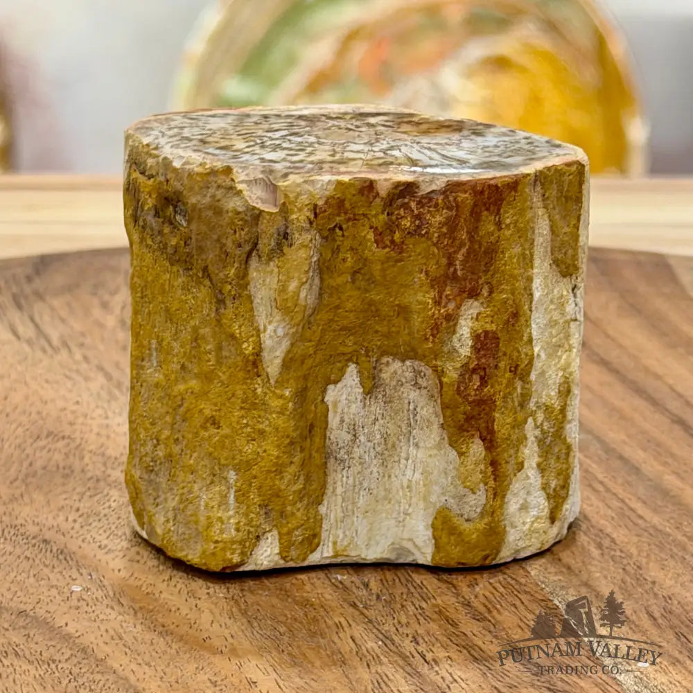 Petrified Wood Mini Stump Accent 2.5’’ - Free Standing Accent