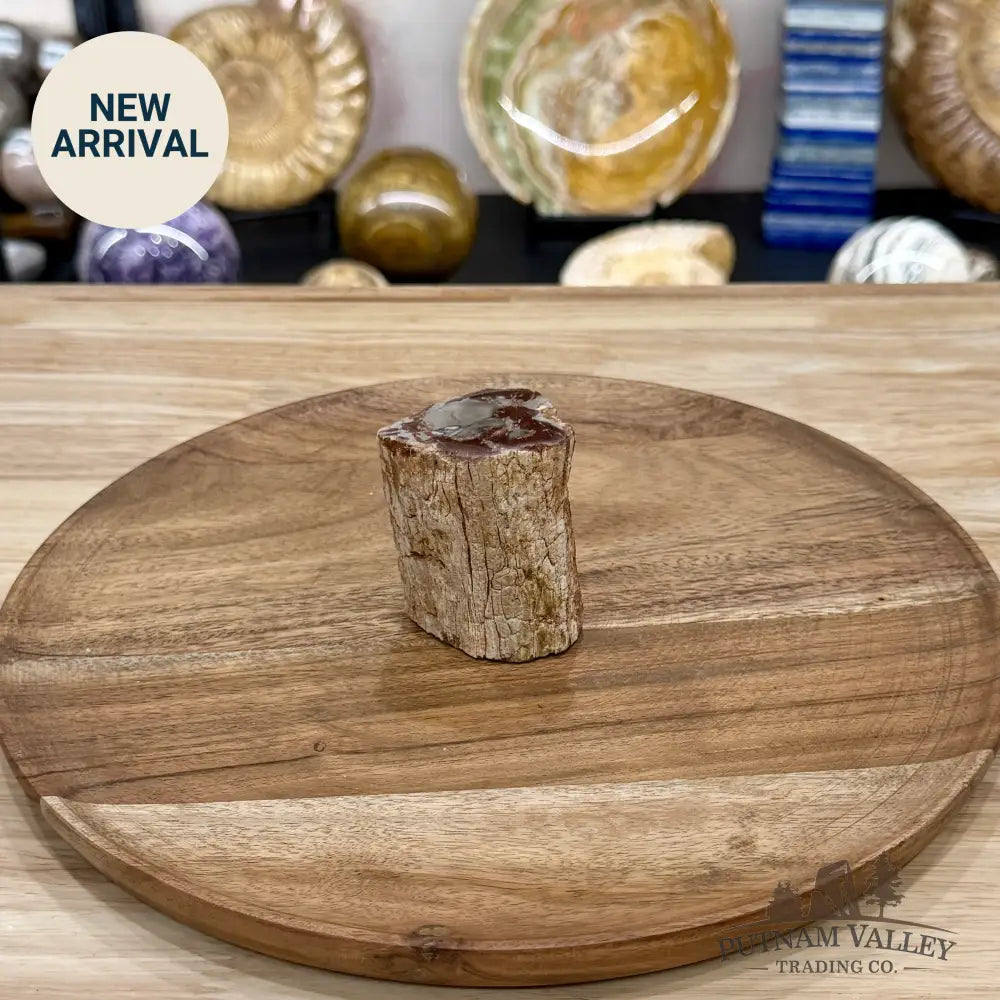 Petrified Wood Mini Stump Accent 2.5’’ - Free Standing Accent