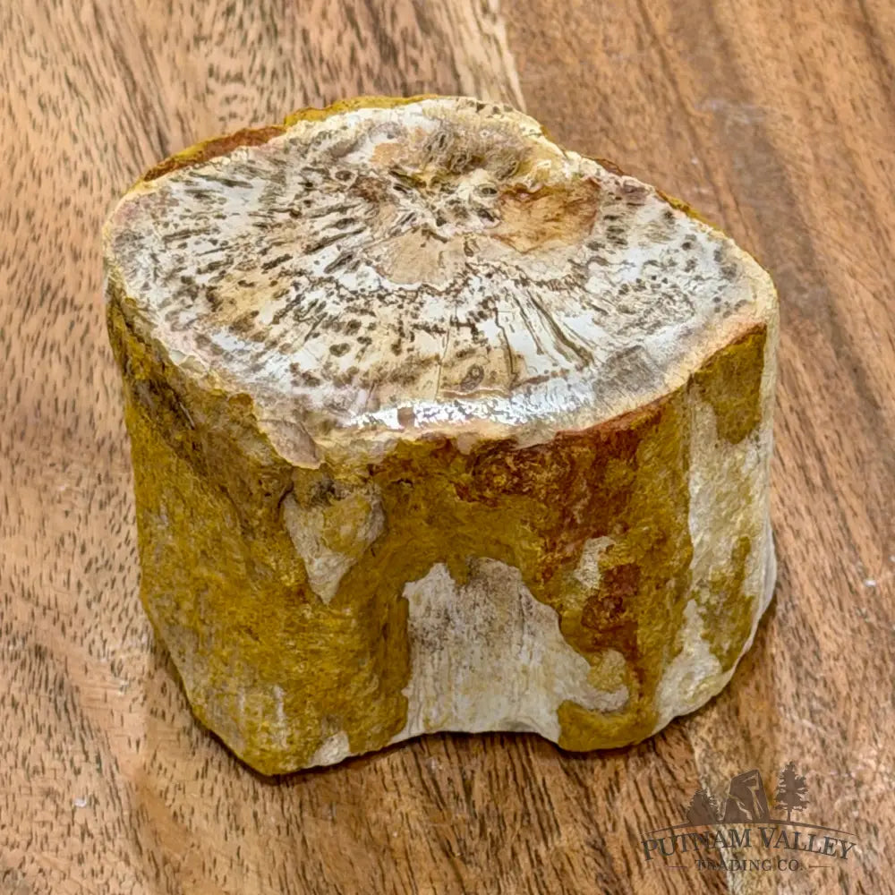 Petrified Wood Mini Stump Accent 2.5’’ - Free Standing Accent