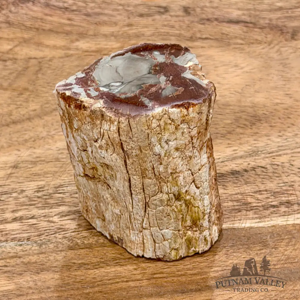 Petrified Wood Mini Stump Accent 2.5’’ - Free Standing Accent