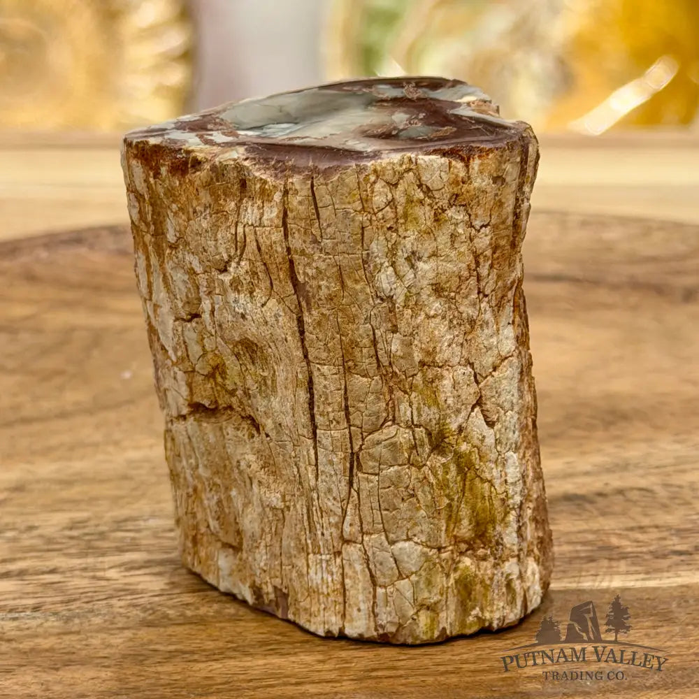 Petrified Wood Mini Stump Accent 2.5’’ - Free Standing Accent