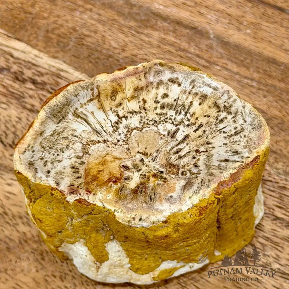 Petrified Wood Mini Stump Accent 2.5’’ - Free Standing Accent