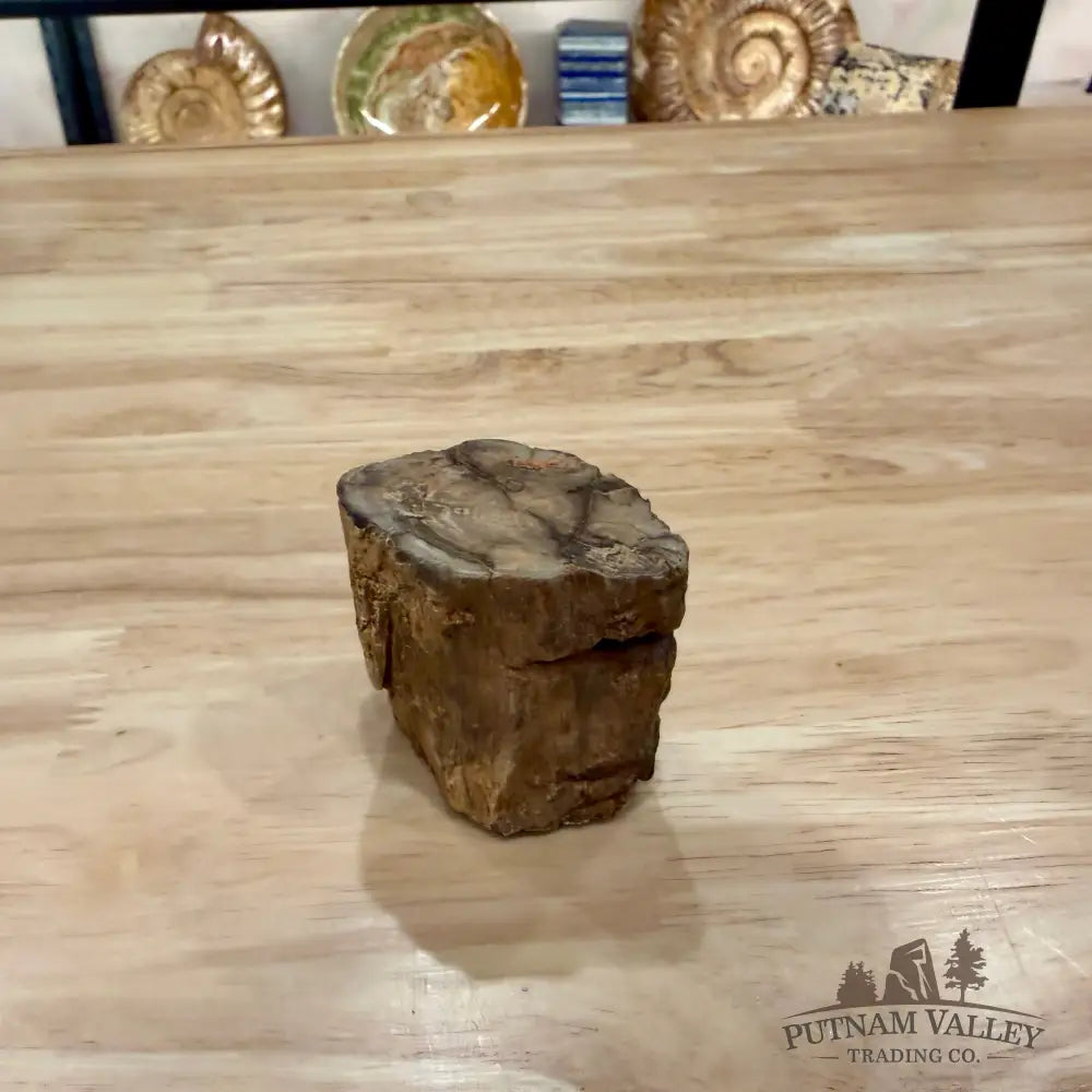 Petrified Wood Mini Stump Accent 2.2’’ - Accent