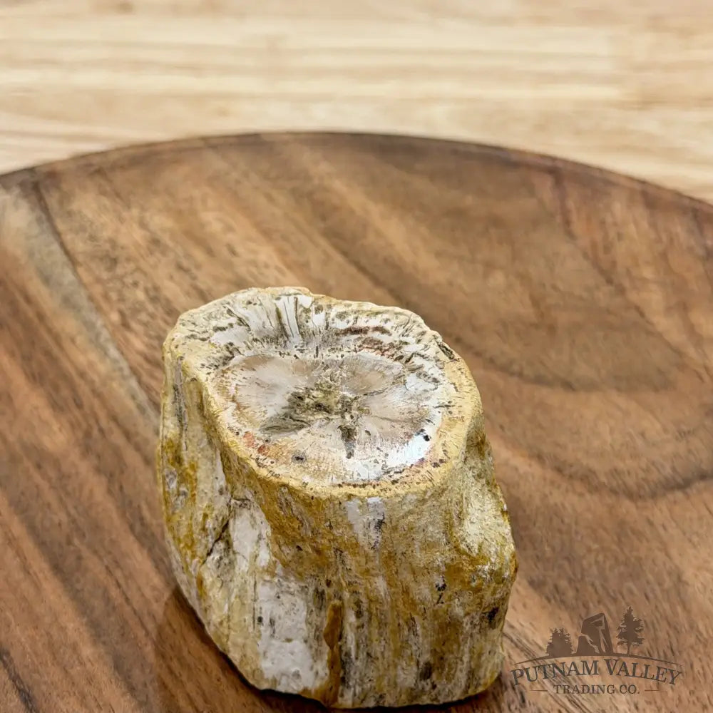 Petrified Wood Mini Stump Accent 2.54’’ - Free Standing Accent