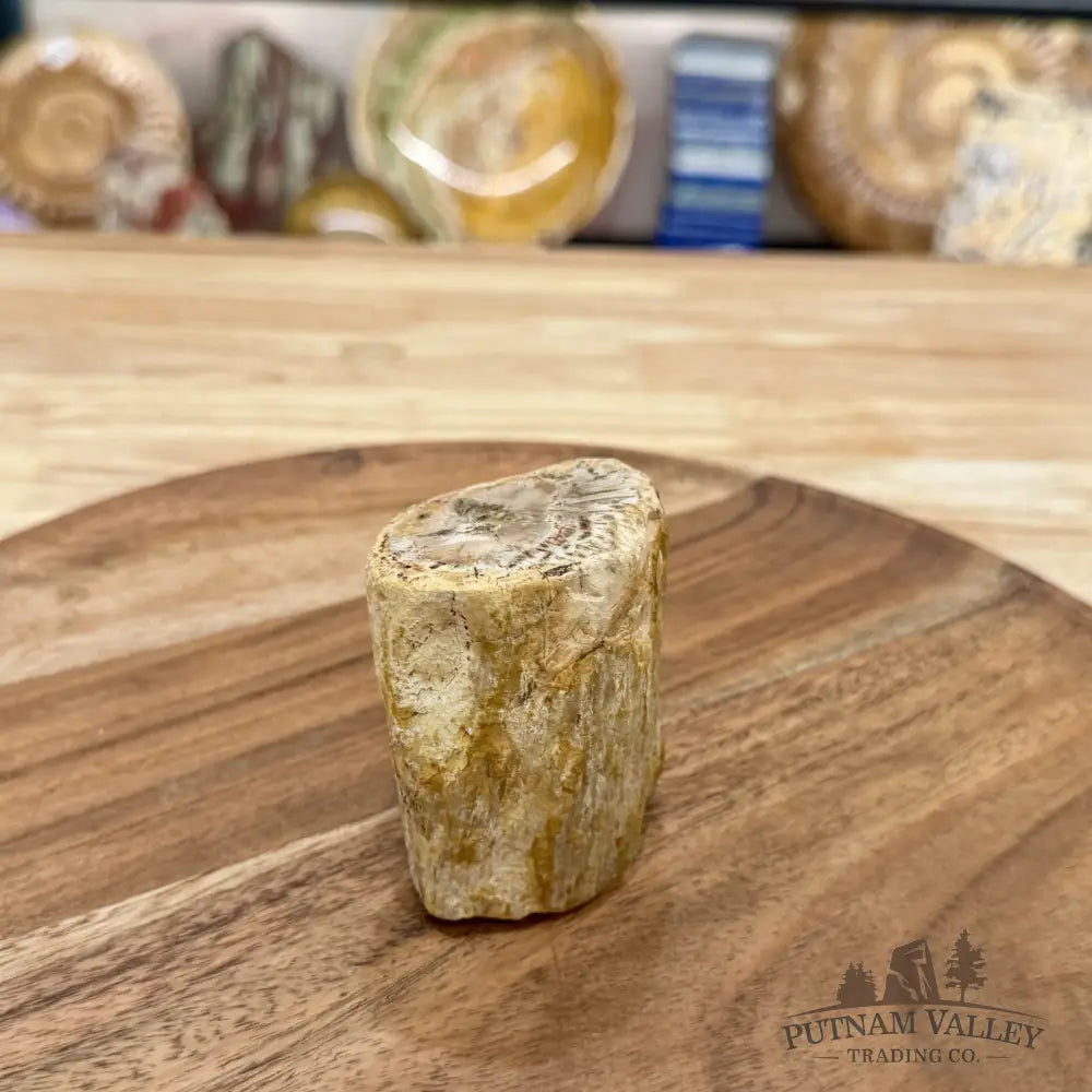 Petrified Wood Mini Stump Accent 2.54’’ - Free Standing Accent