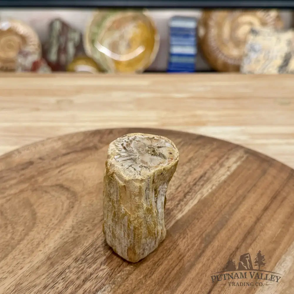 Petrified Wood Mini Stump Accent 2.54’’ - Free Standing Accent