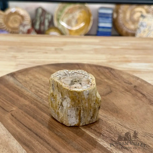 Petrified Wood Mini Stump Accent 2.54’’ - Free Standing Accent