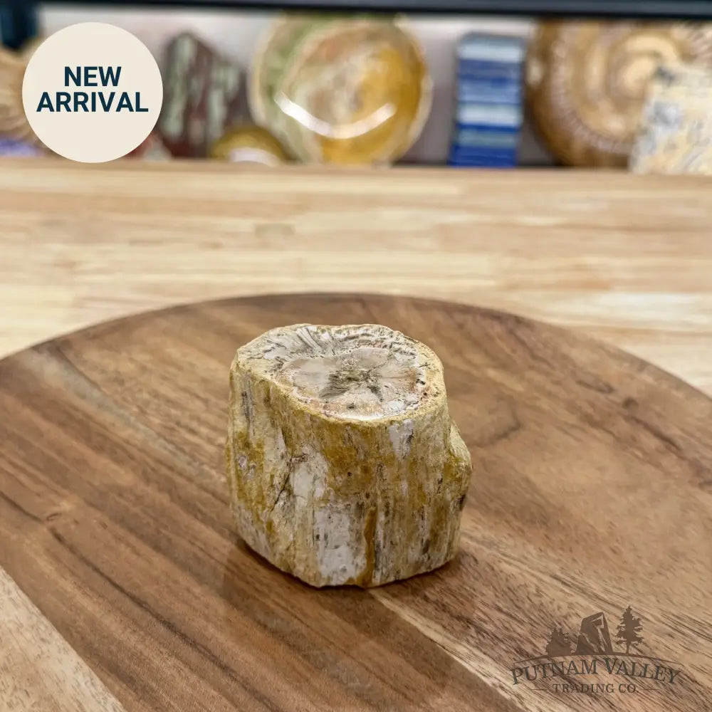Petrified Wood Mini Stump Accent 2.54’’ - Free Standing Accent