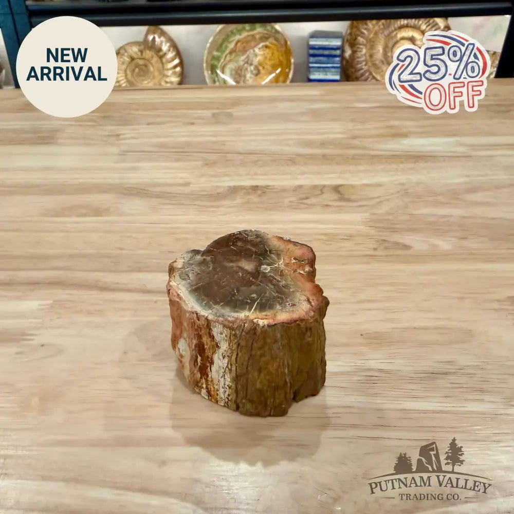 Petrified Wood Mini Stump Accent 2.6’’ - Accent