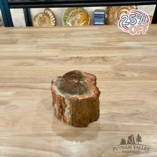 Petrified Wood Mini Stump Accent 2.6’’ - Accent