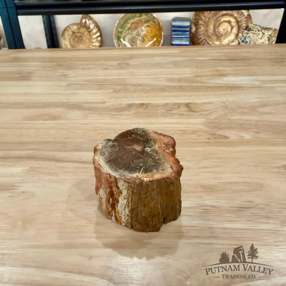 Petrified Wood Mini Stump Accent 2.6’’ - Accent