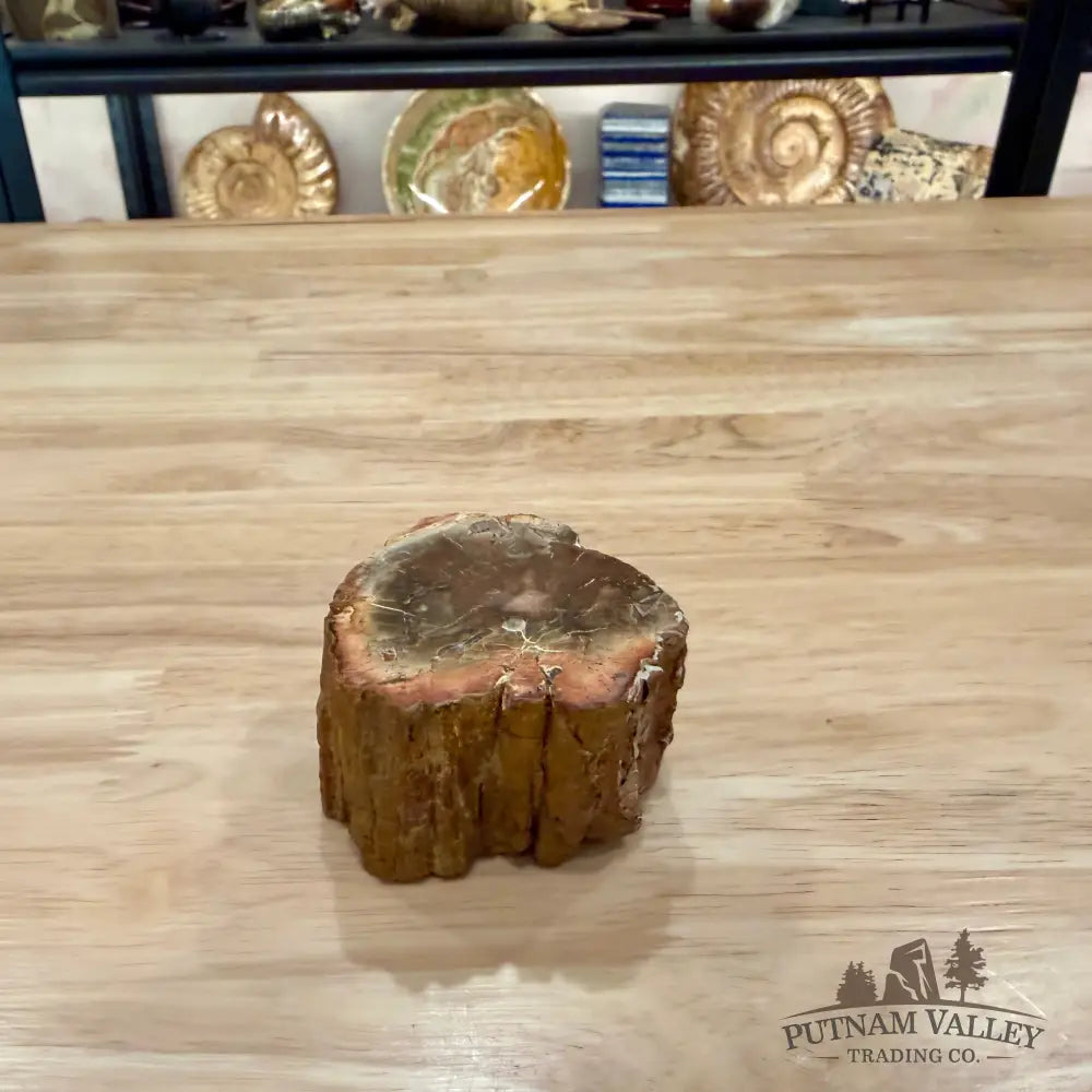 Petrified Wood Mini Stump Accent 2.6’’ - Accent