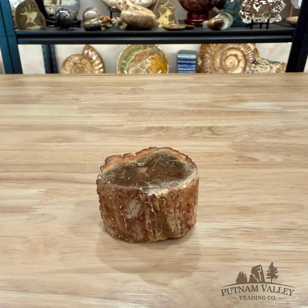Petrified Wood Mini Stump Accent 2.6’’ - Accent