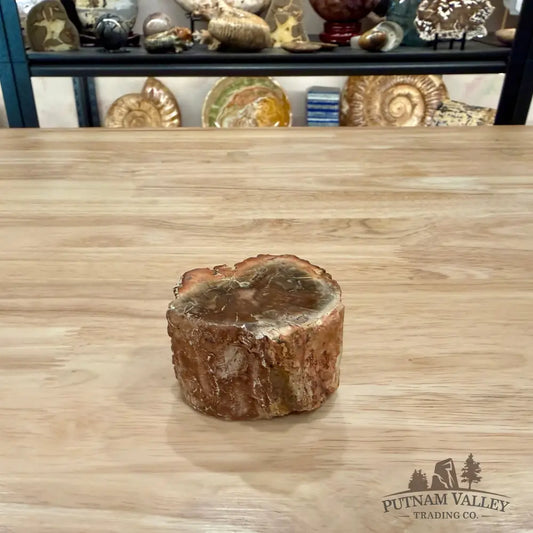 Petrified Wood Mini Stump Accent 2.6’’ - Accent