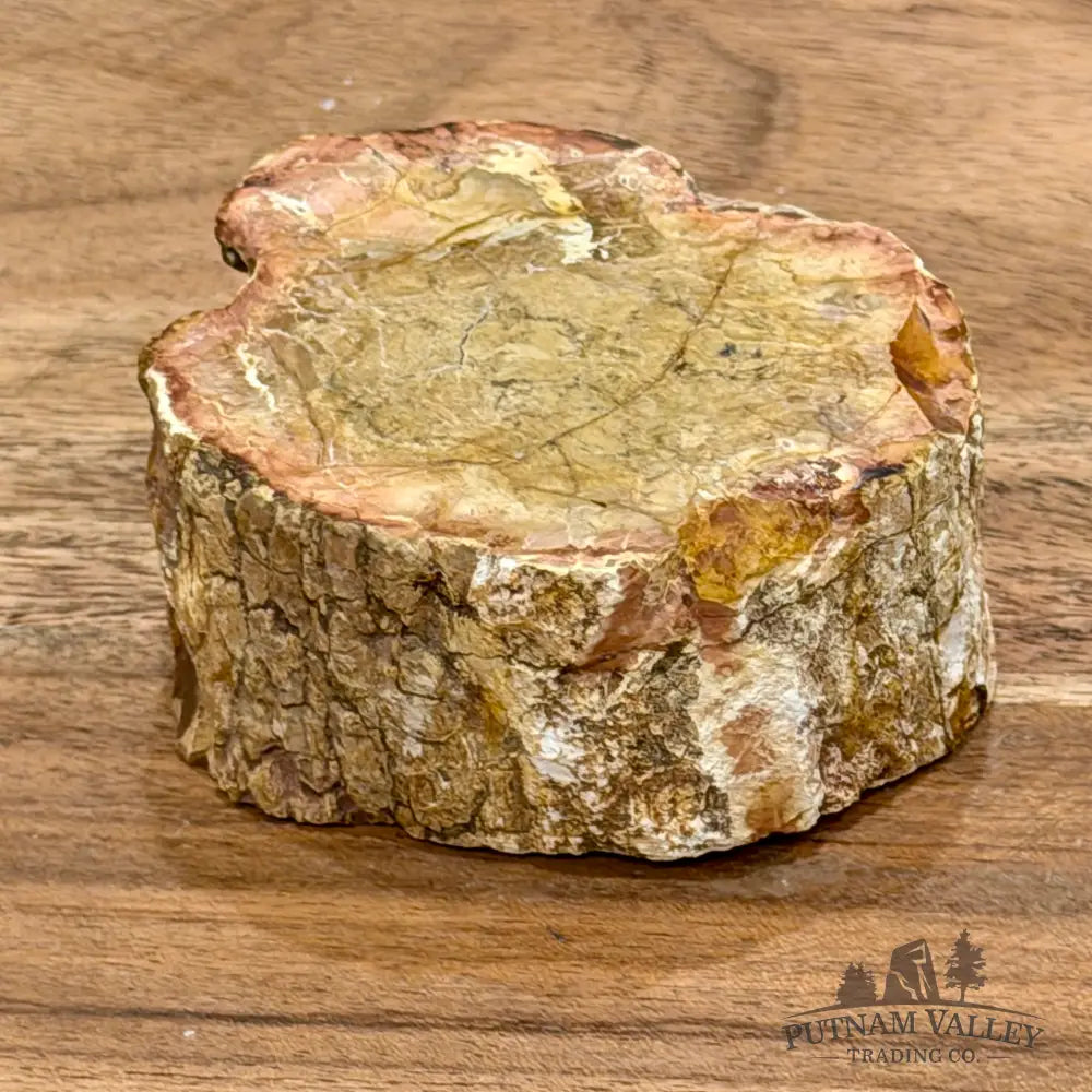Petrified Wood Mini Stump Accent 2.6’’ - Free Standing Accent