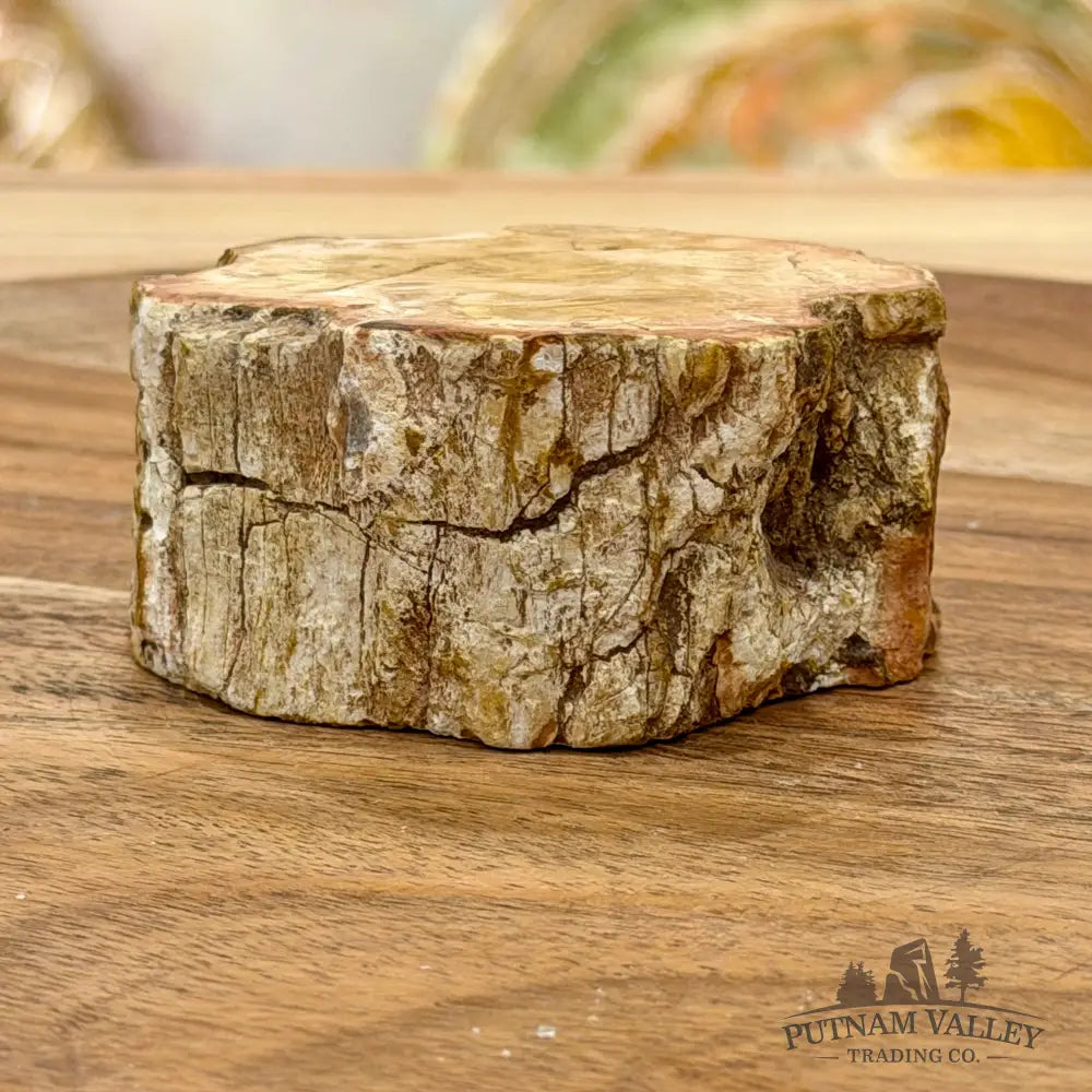 Petrified Wood Mini Stump Accent 2.6’’ - Free Standing Accent
