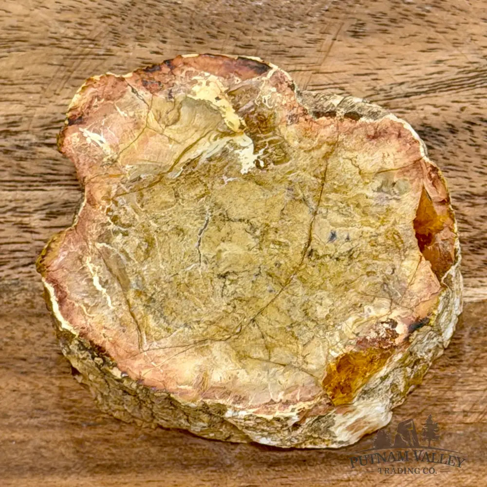 Petrified Wood Mini Stump Accent 2.6’’ - Free Standing Accent