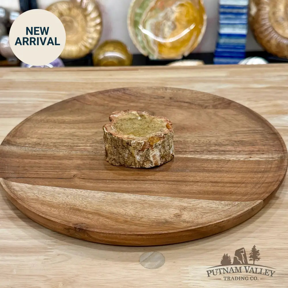 Petrified Wood Mini Stump Accent 2.6’’ - Free Standing Accent
