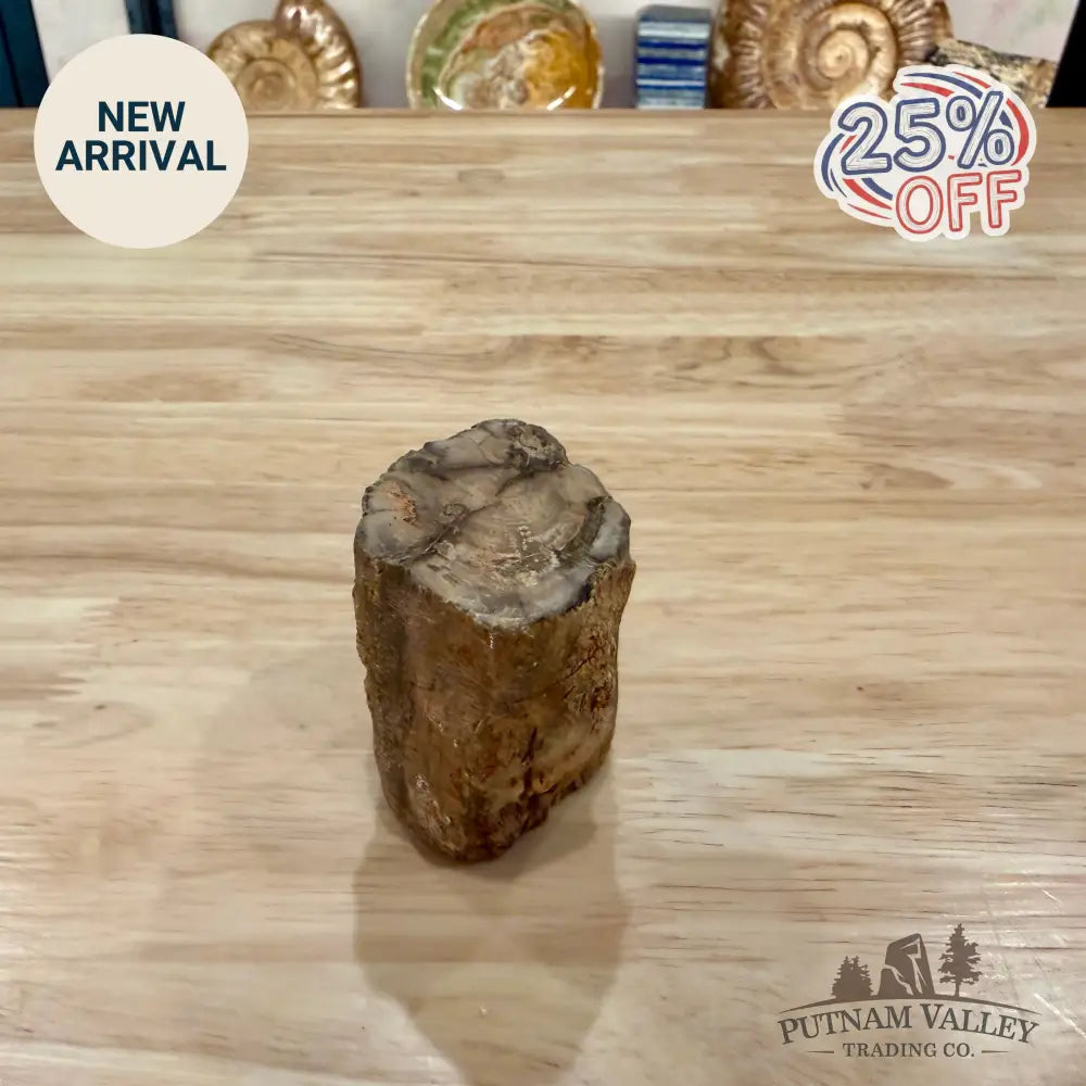 Petrified Wood Mini Stump Accent 2.2’’ - Accent