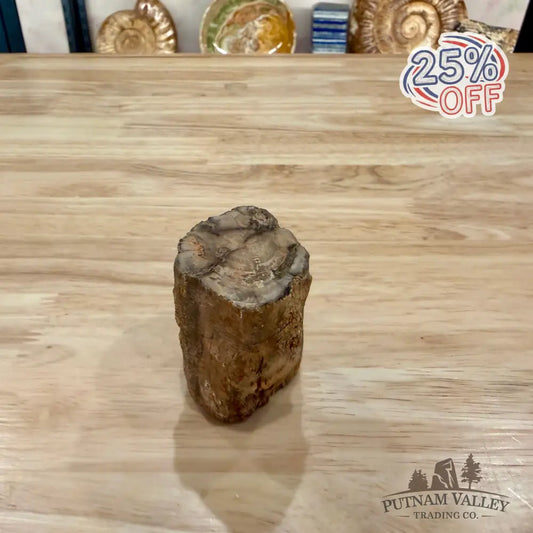 Petrified Wood Mini Stump Accent 2.2’’ - Accent