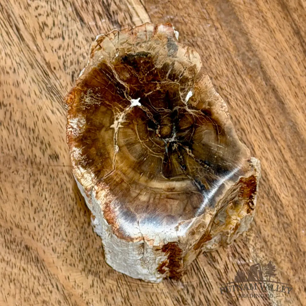 Petrified Wood Mini Stump Accent 2.65’’ - Free Standing Accent