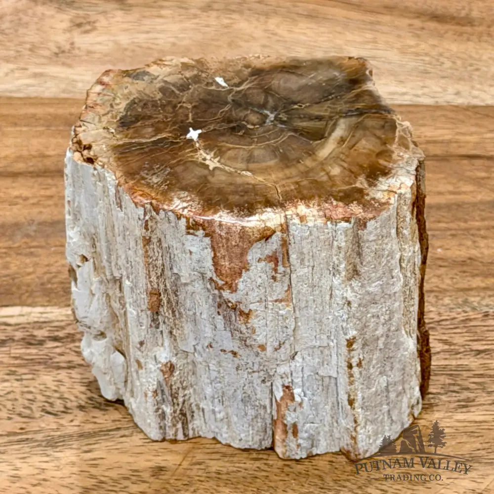 Petrified Wood Mini Stump Accent 2.65’’ - Free Standing Accent