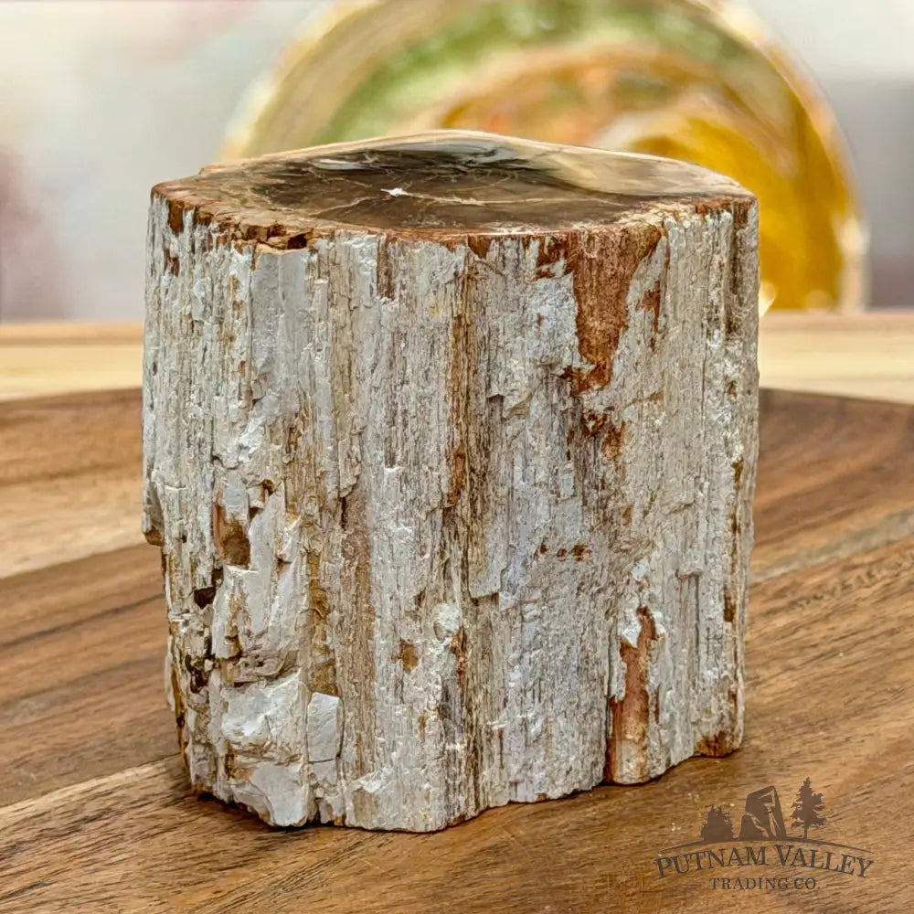 Petrified Wood Mini Stump Accent 2.65’’ - Free Standing Accent
