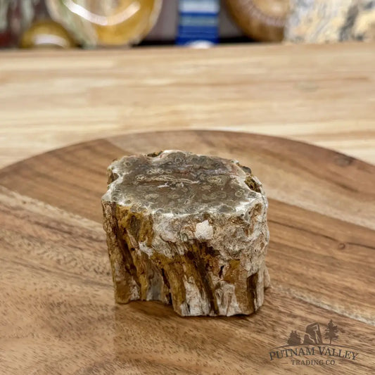 Petrified Wood Mini Stump Accent 2.67’’ - Free Standing Accent