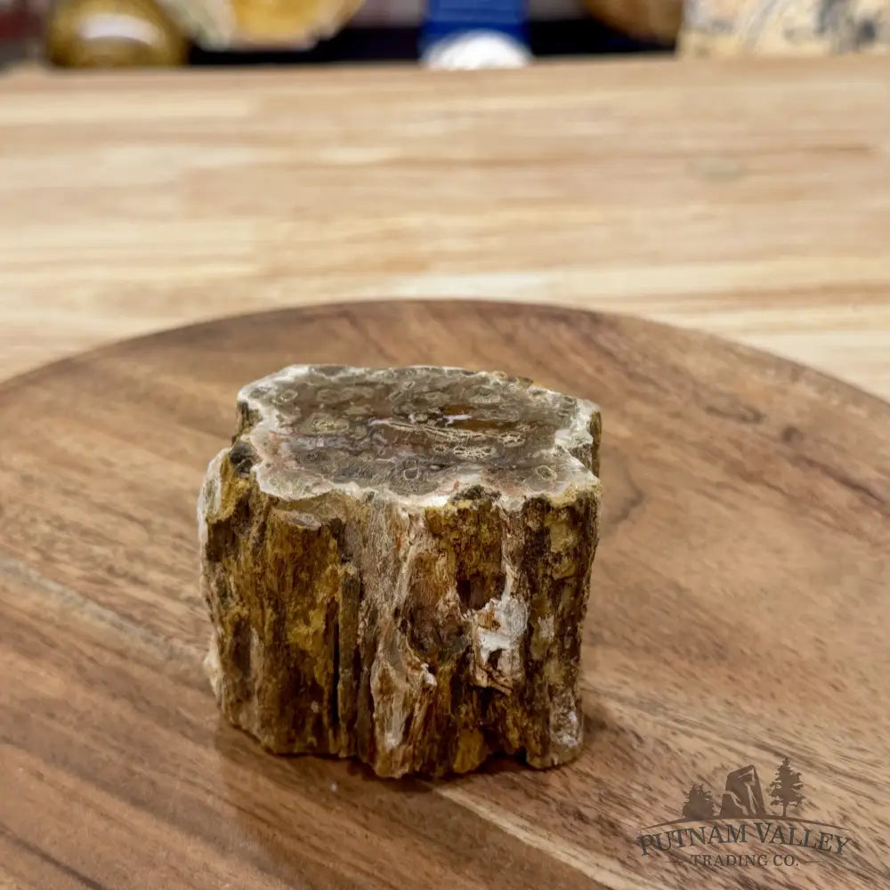 Petrified Wood Mini Stump Accent 2.67’’ - Free Standing Accent