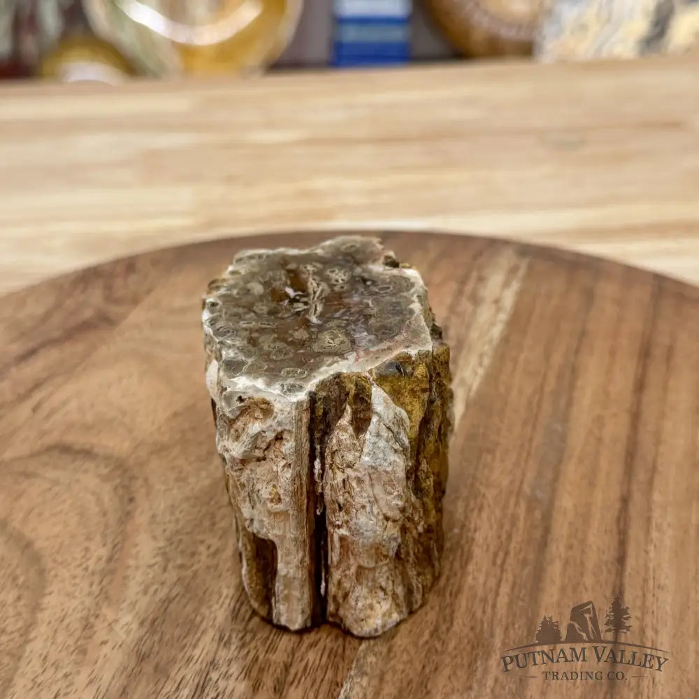 Petrified Wood Mini Stump Accent 2.67’’ - Free Standing Accent