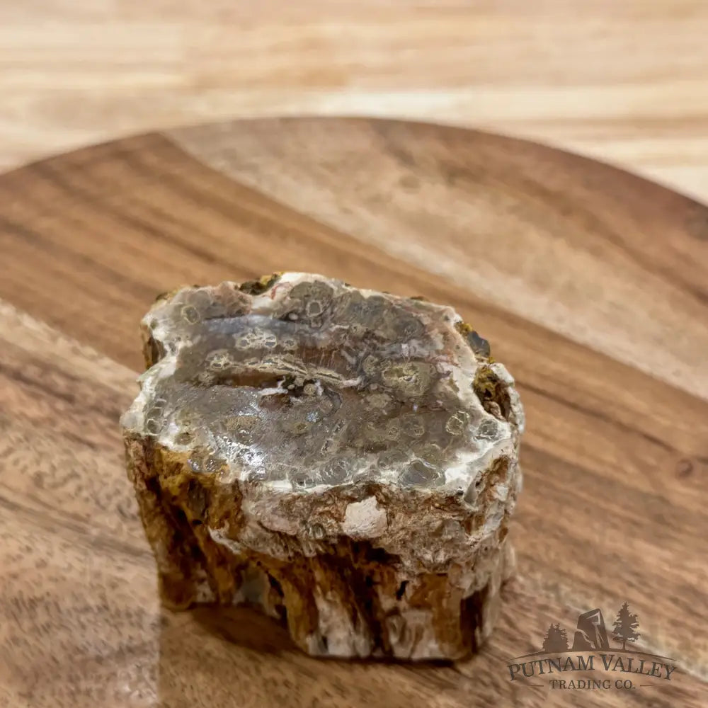 Petrified Wood Mini Stump Accent 2.67’’ - Free Standing Accent