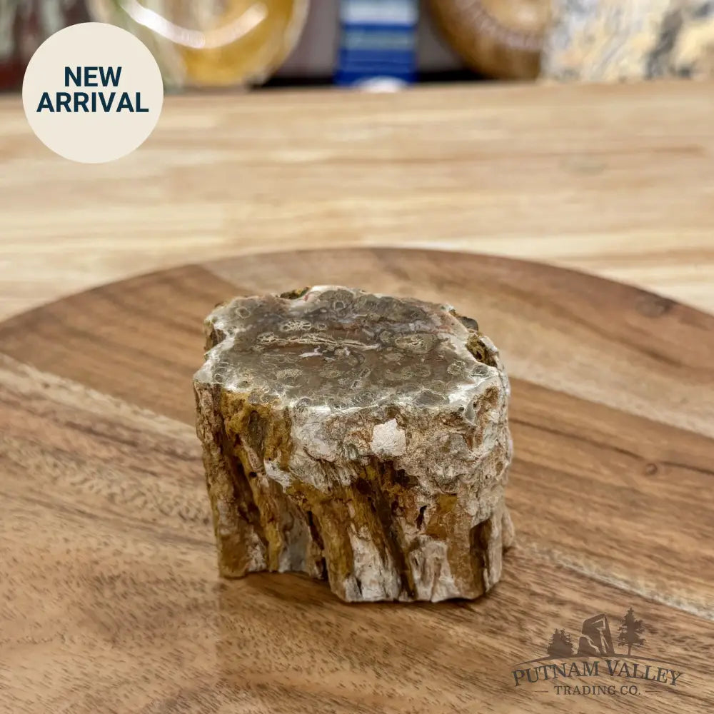 Petrified Wood Mini Stump Accent 2.67’’ - Free Standing Accent