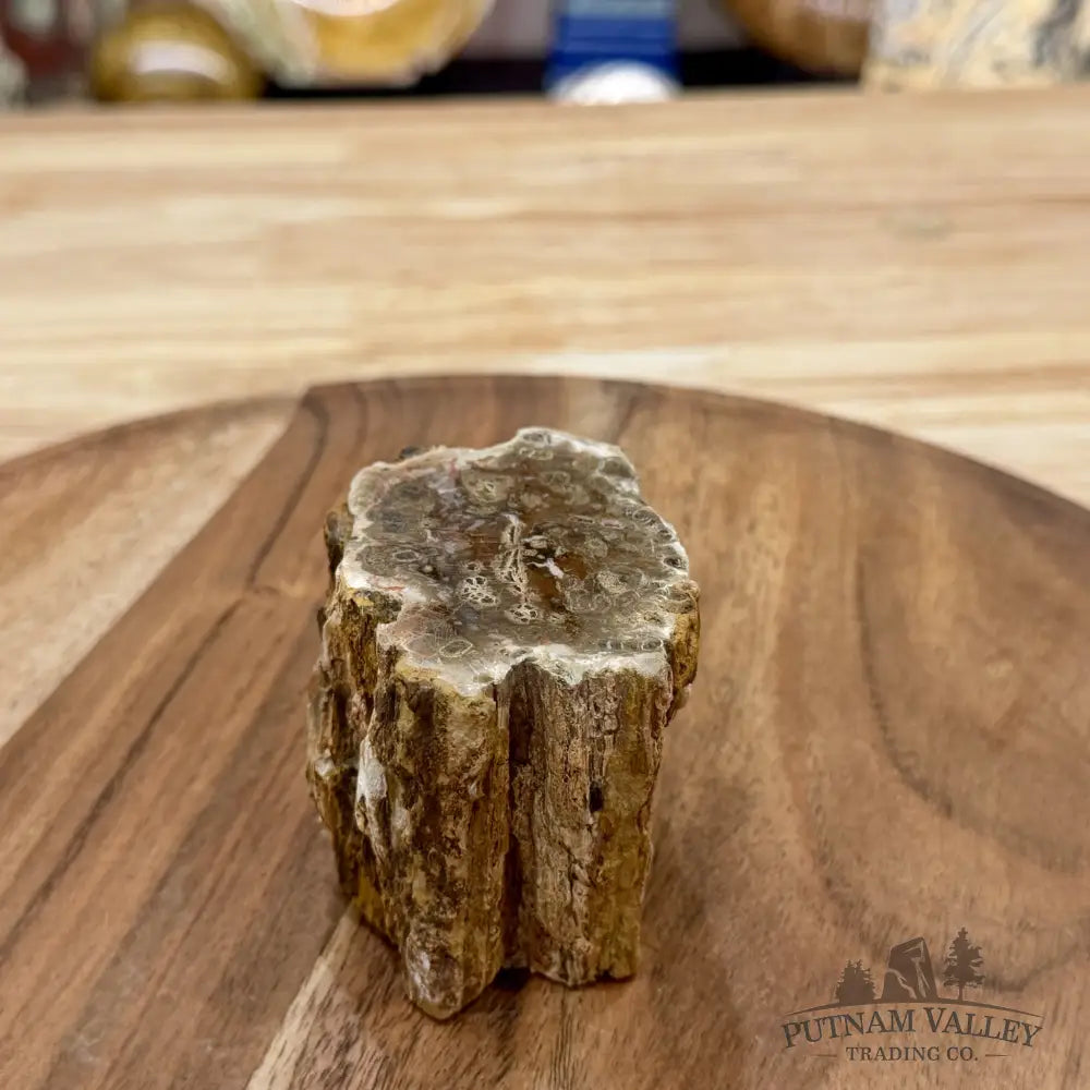 Petrified Wood Mini Stump Accent 2.67’’ - Free Standing Accent