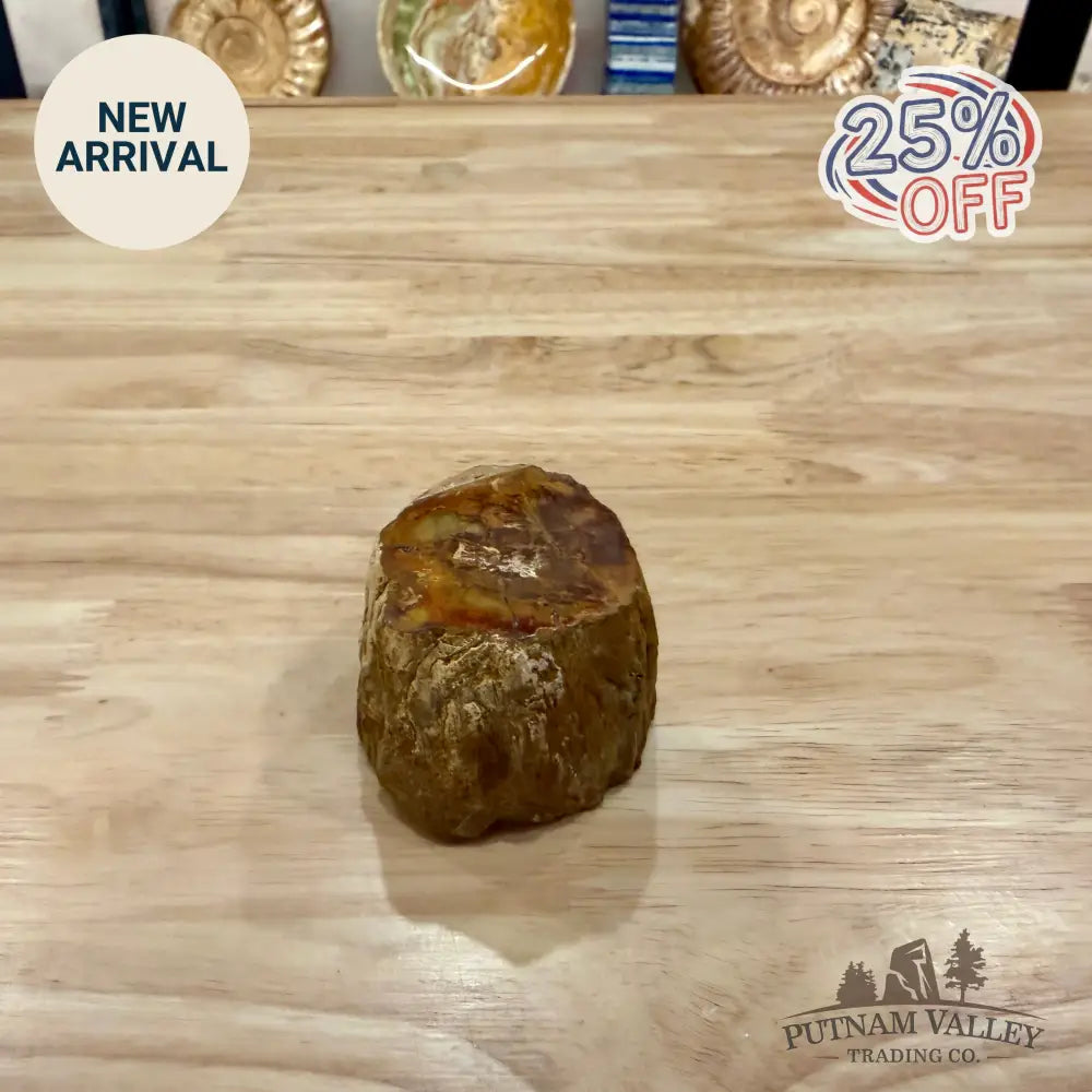 Petrified Wood Mini Stump Accent 2.7’’ - Accent