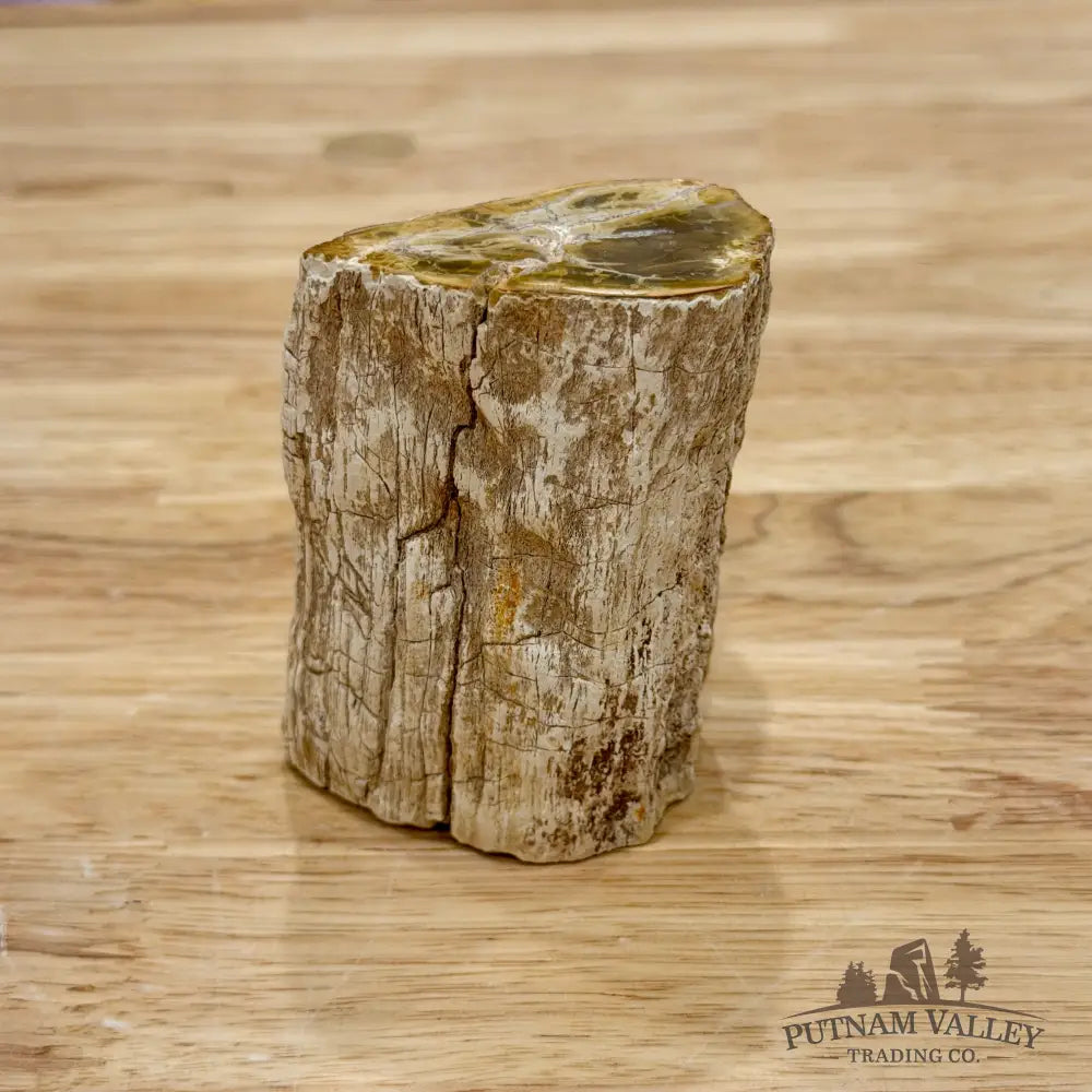 Petrified Wood Mini Stump Accent 2.7’’ - Accent