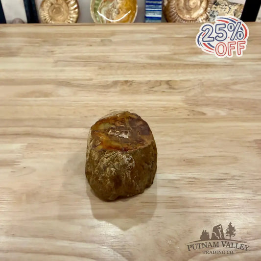 Petrified Wood Mini Stump Accent 2.7’’ - Accent