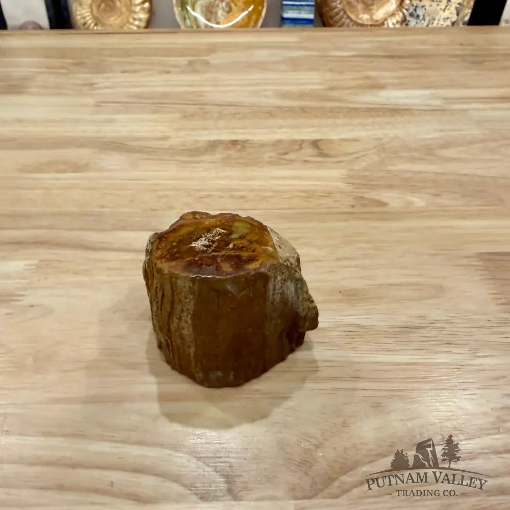 Petrified Wood Mini Stump Accent 2.7’’ - Accent