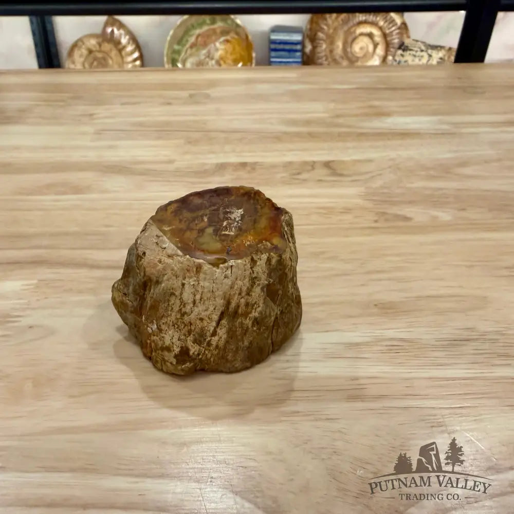 Petrified Wood Mini Stump Accent 2.7’’ - Accent